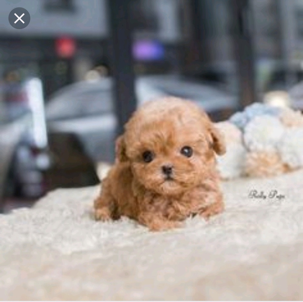 Meet your Posher, Deni